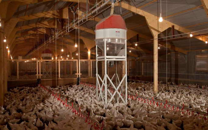 Feeders for Broiler Breeders
